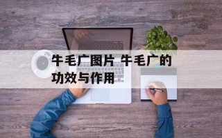 牛毛广图片 牛毛广的功效与作用