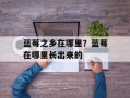 蓝莓之乡在哪里？蓝莓在哪里长出来的