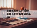 草什么花什么的成语(草什么花什么成语四年级)