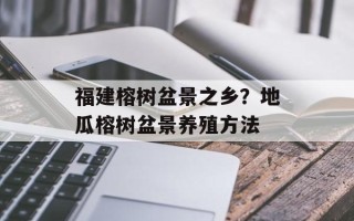 福建榕树盆景之乡？地瓜榕树盆景养殖方法