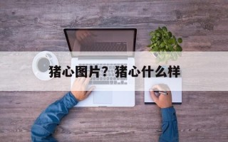 猪心图片？猪心什么样