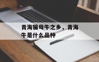 青海犏母牛之乡，青海牛是什么品种
