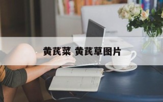 黄芪菜 黄芪草图片