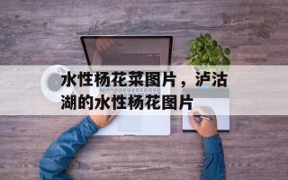 水性杨花菜图片，泸沽湖的水性杨花图片