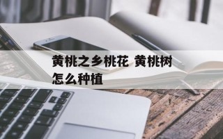 黄桃之乡桃花 黄桃树怎么种植