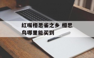 红嘴相思雀之乡 相思鸟哪里能买到
