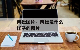 肉松图片，肉松是什么样子的图片