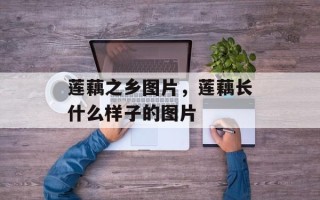 莲藕之乡图片，莲藕长什么样子的图片