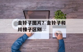 金铃子图片？金铃子和川楝子区别