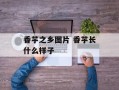 香芋之乡图片 香芋长什么样子