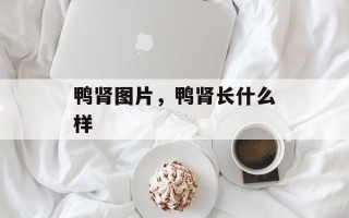 鸭肾图片，鸭肾长什么样