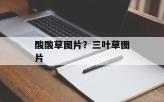 酸酸草图片？三叶草图片