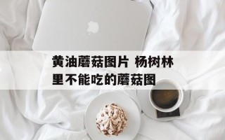黄油蘑菇图片 杨树林里不能吃的蘑菇图
