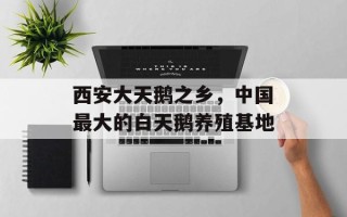 西安大天鹅之乡，中国最大的白天鹅养殖基地