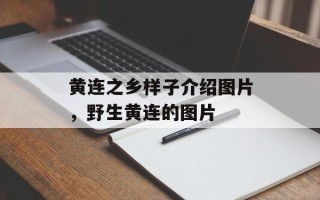 黄连之乡样子介绍图片，野生黄连的图片