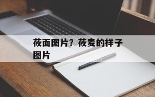 莜面图片？莜麦的样子图片