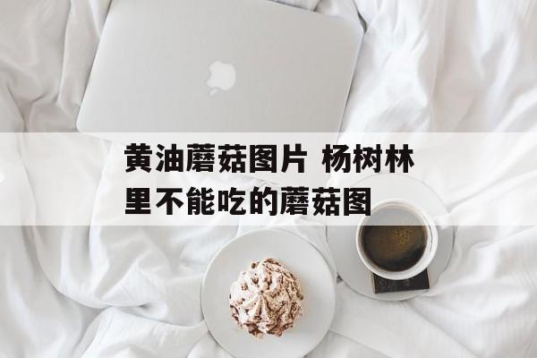 黄油蘑菇图片 杨树林里不能吃的蘑菇图-第1张图片-