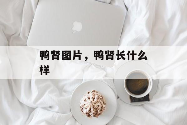 鸭肾图片，鸭肾长什么样-第1张图片-