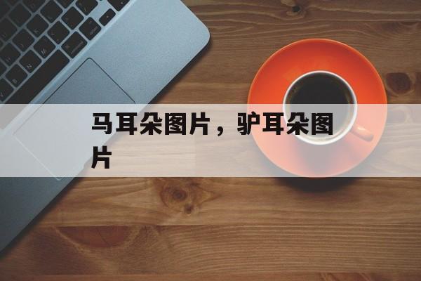 马耳朵图片，驴耳朵图片-第1张图片-
