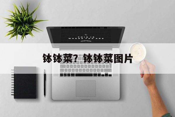 钵钵菜？钵钵菜图片-第1张图片-