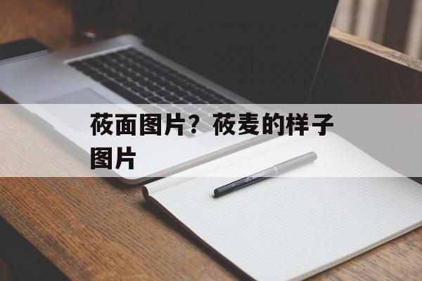 莜面图片？莜麦的样子图片-第1张图片-