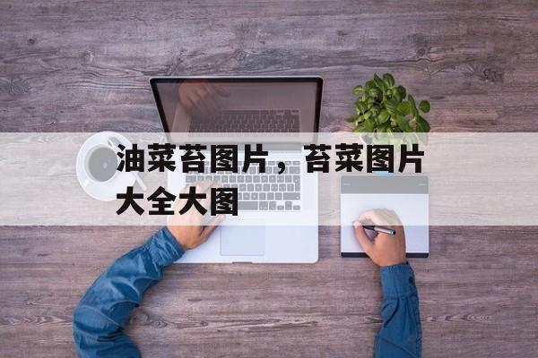油菜苔图片，苔菜图片大全大图-第1张图片-