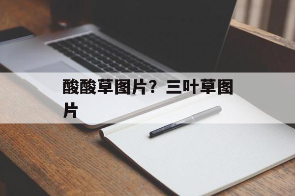 酸酸草图片？三叶草图片-第1张图片-