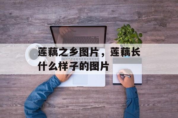 莲藕之乡图片，莲藕长什么样子的图片-第1张图片-